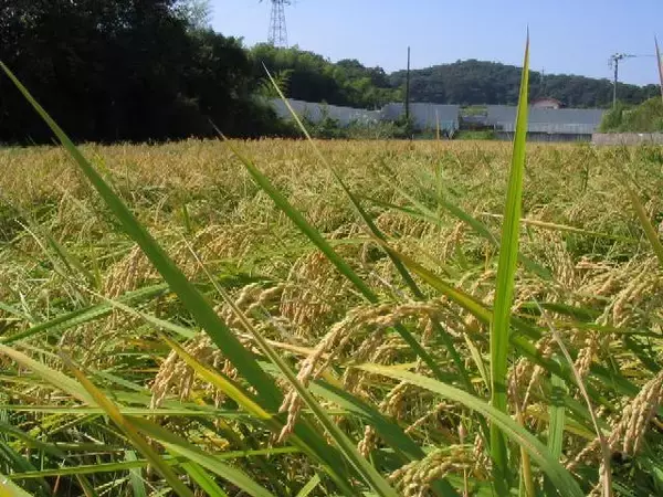 「【豆知識】カタカナとひらがなの違いなど「お米の品種名」に隠された意外な真実と歴史」の画像