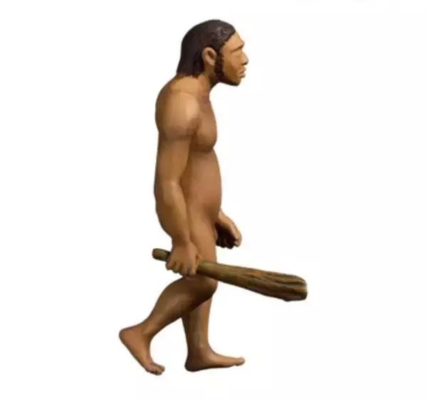 「猿から人間へ…700万年の人類の歩みと歴史を学ぶカプセルトイ「人類の進化」が発売」の画像