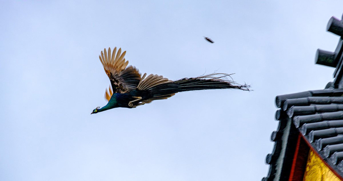 これほど神々しい馬が存在するなんて信じられる ジプシーバナー の威厳ある姿 14年6月19日 エキサイトニュース