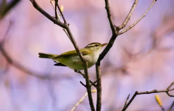 「江戸時代、庶民はどんなもので手や身体を洗っていたの？先人たちの知恵「ぬか袋」を紹介」の画像