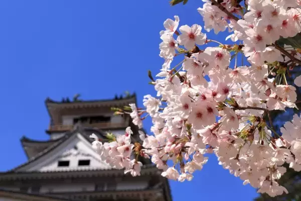 「豊臣秀頼は二人いたんです！秀吉が公認した「もう一人の豊臣秀頼」ってどんな武将だったの？【三】」の画像