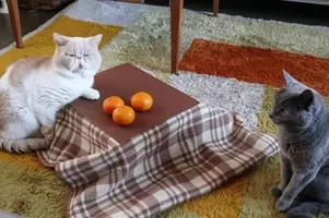 天才の発想 ネットで話題の猫専用こたつ 猫とこたつと思い出みかん を部屋に置いたら 猫を飼っている気分になれるのではないか 19年12月19日 エキサイトニュース