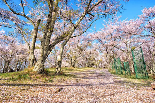 サ は山の神を表し クラ は神が憑依する依り代を表す ー 日本人と花見の文化１ 年3月27日 エキサイトニュース