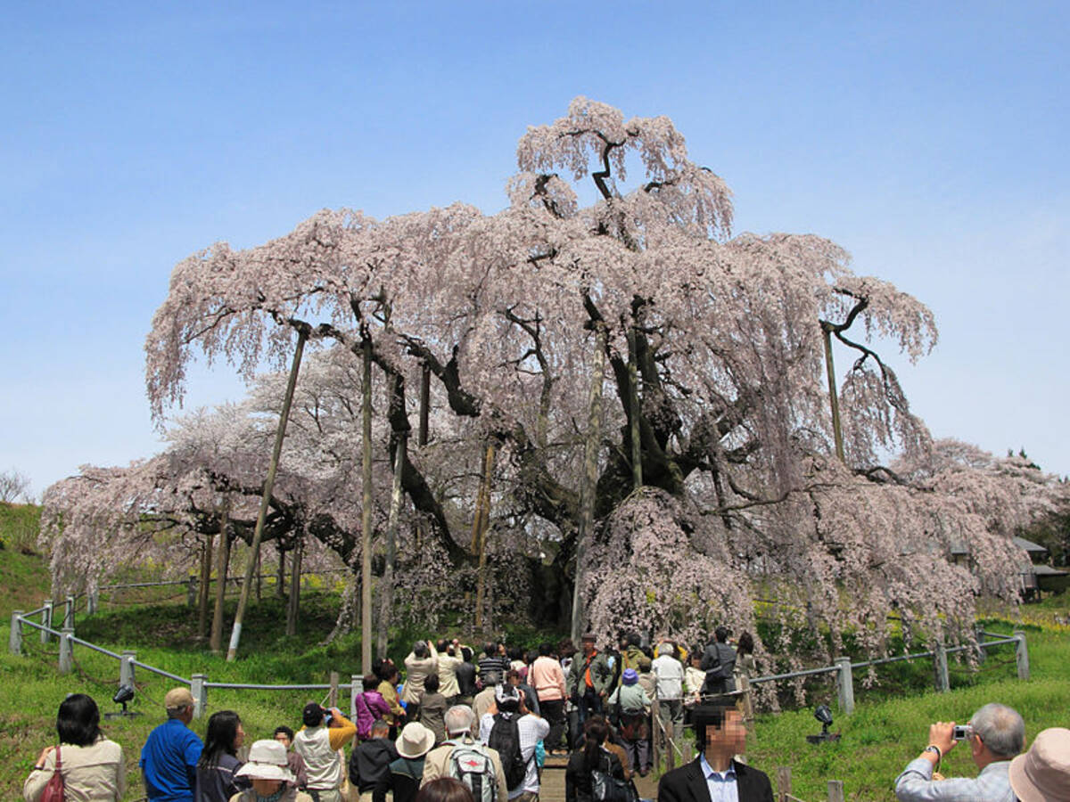 桜の樹の下には屍体が埋まっている という都市伝説の真相 元ネタはとある小説 年3月27日 エキサイトニュース