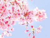 「気分だけでも春を感じて。詠み継がれる日本の心「桜」がテーマの和歌おすすめ8首を紹介」の画像2