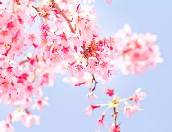 「気分だけでも春を感じて。詠み継がれる日本の心「桜」がテーマの和歌おすすめ8首を紹介」の画像