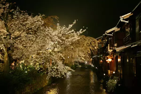 「気分だけでも春を感じて。詠み継がれる日本の心「桜」がテーマの和歌おすすめ8首を紹介」の画像
