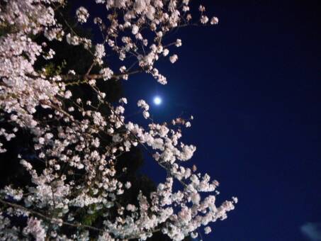 気分だけでも春を感じて。詠み継がれる日本の心「桜」がテーマの和歌おすすめ8首を紹介