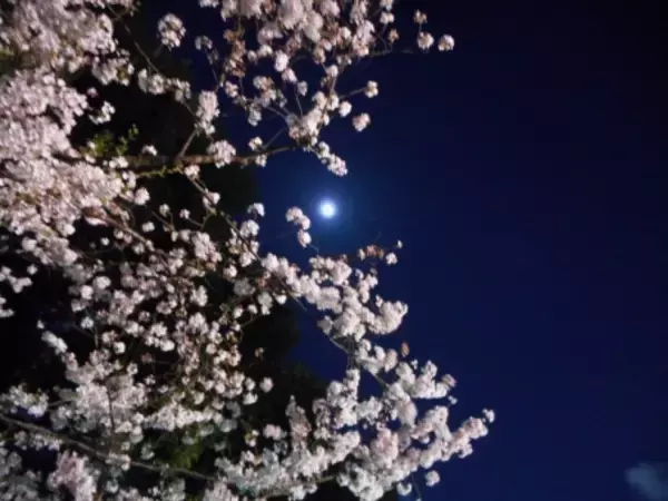 「気分だけでも春を感じて。詠み継がれる日本の心「桜」がテーマの和歌おすすめ8首を紹介」の画像