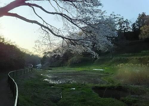 気分だけでも春を感じて。詠み継がれる日本の心「桜」がテーマの和歌おすすめ8首を紹介