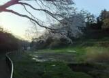 「気分だけでも春を感じて。詠み継がれる日本の心「桜」がテーマの和歌おすすめ8首を紹介」の画像8