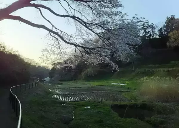 「気分だけでも春を感じて。詠み継がれる日本の心「桜」がテーマの和歌おすすめ8首を紹介」の画像