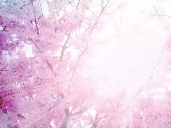 「気分だけでも春を感じて。詠み継がれる日本の心「桜」がテーマの和歌おすすめ8首を紹介」の画像