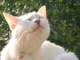 「猫に位まで！？平安時代の一条天皇は異常なまでの猫愛あふれる天皇だった」の画像4