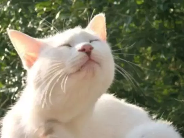 「猫に位まで！？平安時代の一条天皇は異常なまでの猫愛あふれる天皇だった」の画像