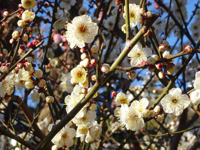 上野公園に「医薬の神様」が！毎月10日は病気平癒のご祈祷も『五條天神社』