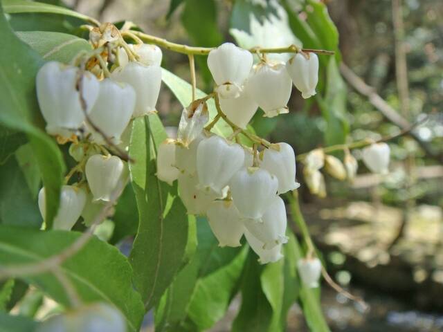 引き裂かれた姉弟愛…。飛鳥時代に生きた姉・大伯皇女と弟・大津皇子の悲劇 【その３】
