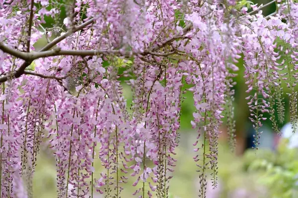 「切っても切れない悪縁を断ち切りたい！崇徳天皇の御霊を祀る「安井金比羅宮」」の画像