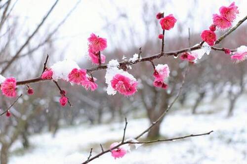 いくつ知ってる 梅見月 恵風 雪消月 如月だけじゃない２月の別名を紹介 21年2月2日 エキサイトニュース