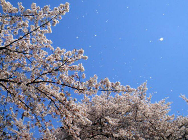 何時の世にも桜は咲き散る。宮中の官女たちが桜を題材に好み楽しんだ「連歌」とは何か？