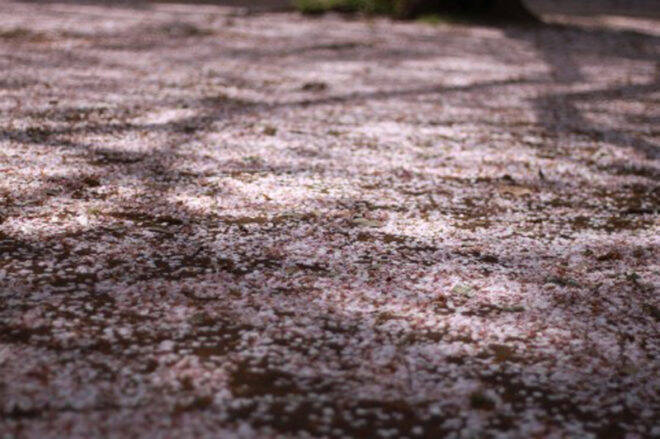 何時の世にも桜は咲き散る。宮中の官女たちが桜を題材に好み楽しんだ「連歌」とは何か？