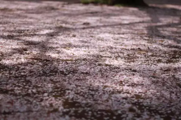 「何時の世にも桜は咲き散る。宮中の官女たちが桜を題材に好み楽しんだ「連歌」とは何か？」の画像