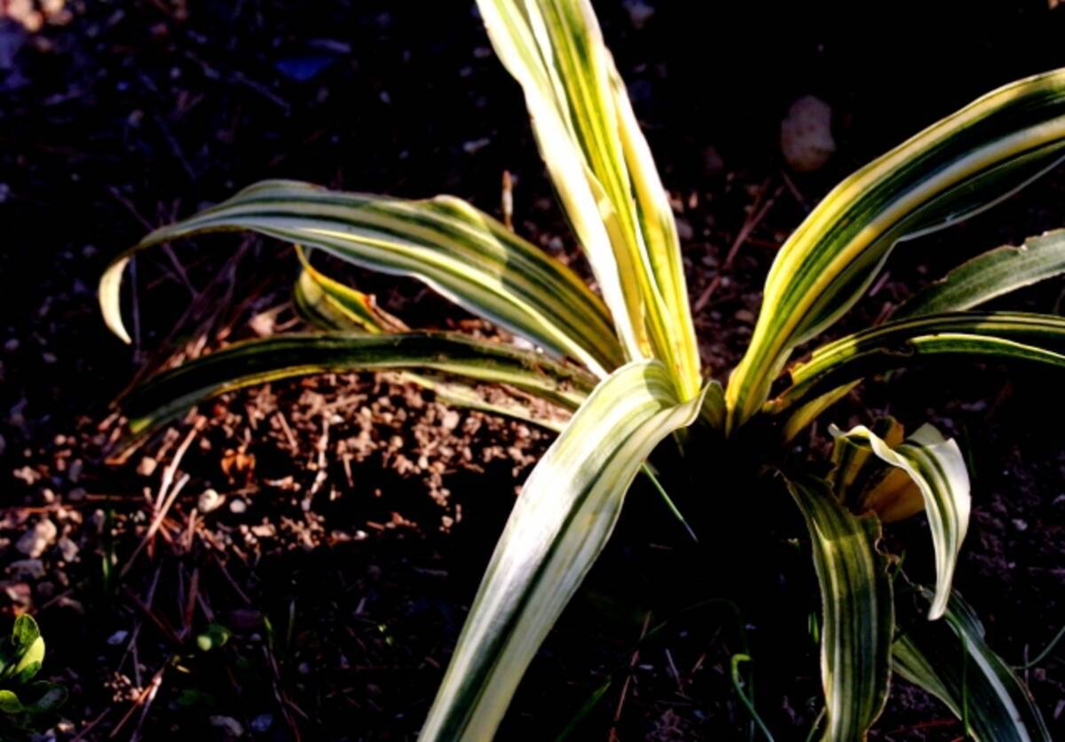 江戸時代に大ブーム 徳川家康にゆかりがある縁起物の植物 万年青 おもと の歴史と魅力 21年6月6日 エキサイトニュース