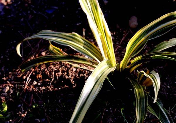 江戸時代に大ブーム 徳川家康にゆかりがある縁起物の植物 万年青 おもと の歴史と魅力 21年6月6日 エキサイトニュース