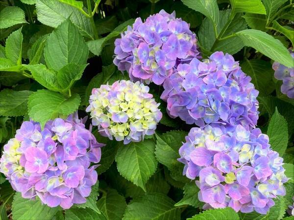 実は大正時代まで人気がなかった 知られざる あじさい の歴史を振り返る 21年6月8日 エキサイトニュース