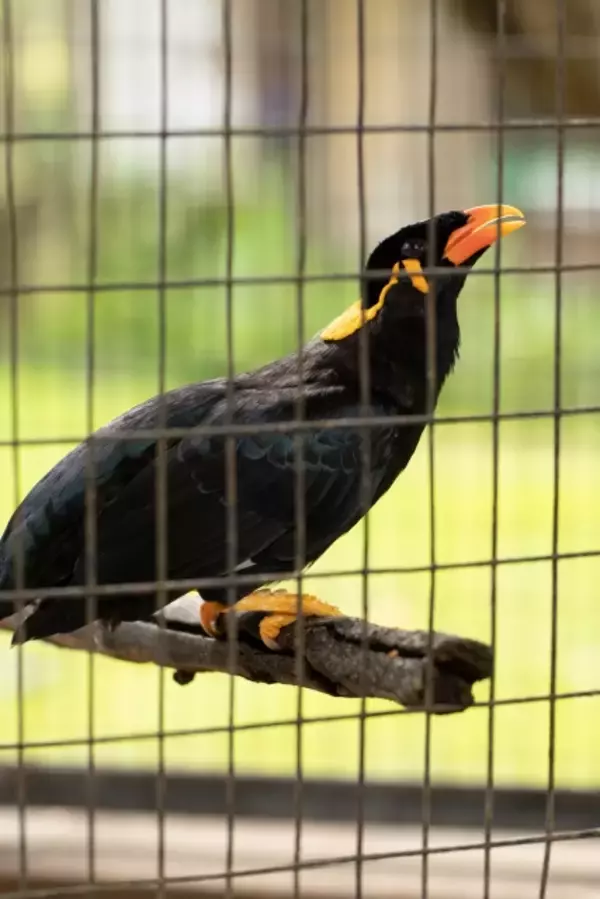 「九官鳥の名前の由来、実はとんだ間違い翻訳から生まれた名前だった」の画像