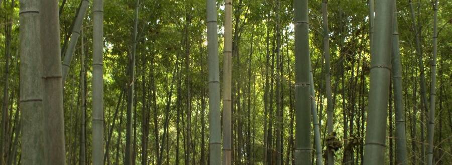 エジソンと神社の縁！エジソンの電球実用化には京都・石清水八幡宮の竹が欠かせなかった？