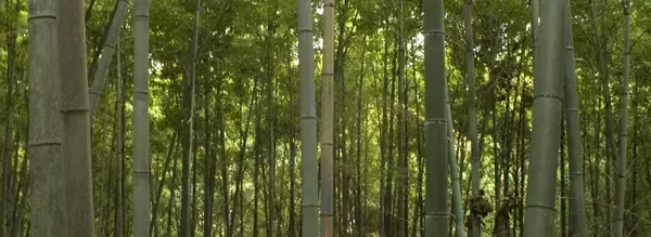 「エジソンと神社の縁！エジソンの電球実用化には京都・石清水八幡宮の竹が欠かせなかった？」の画像