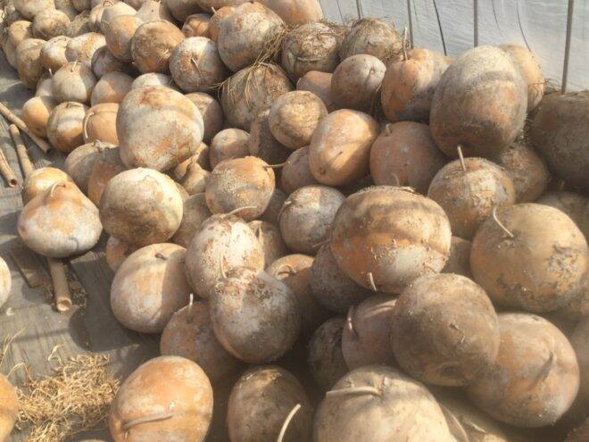 く っキュートな姿がたまんない 畑から生まれた高音質かんぴょうスピーカー Fucucci フクッチ 17年9月29日 エキサイトニュース