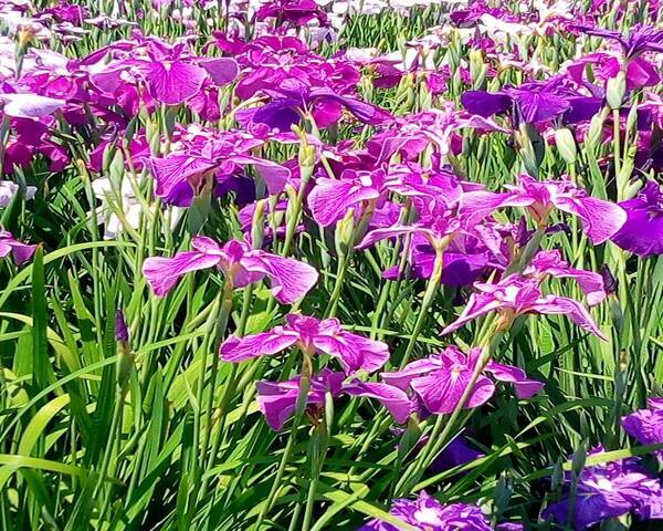 今がちょうど見頃です 名所 堀切菖蒲園 歌川広重も描いた江戸の風流を味わえる江戸百景 18年6月7日 エキサイトニュース