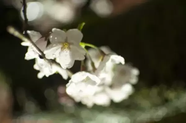 「小野小町も死んだらドクロ。彼女の遺体が腐乱していく姿を描いた衝撃的な「九相図」の意味とは？」の画像