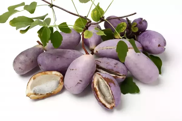 見た目のインパクトもスゴい！日本古来の果物「あけび」･･･気になったので食べてみました