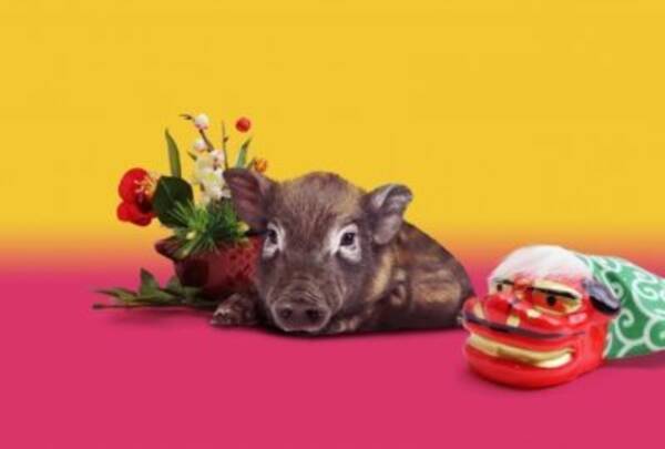 今年はなにどし イノシシ 亥 は間違いではないけど実はそれでは不十分 19年1月12日 エキサイトニュース