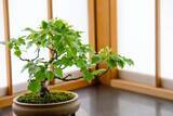 「盆栽と植木の違いって何？「盆栽」それは子ども心を忘れた大人こそハマる癒やしの世界」の画像1