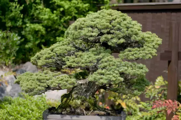 「盆栽と植木の違いって何？「盆栽」それは子ども心を忘れた大人こそハマる癒やしの世界」の画像