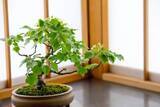 「盆栽と植木の違いって何？「盆栽」それは子ども心を忘れた大人こそハマる癒やしの世界」の画像3