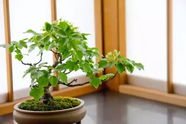 「盆栽と植木の違いって何？「盆栽」それは子ども心を忘れた大人こそハマる癒やしの世界」の画像