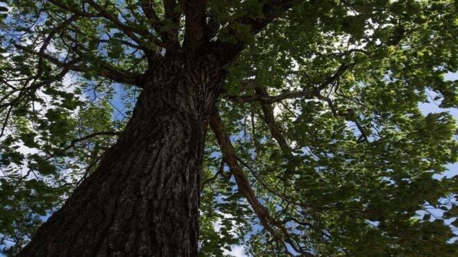 盆栽と植木の違いって何？「盆栽」それは子ども心を忘れた大人こそハマる癒やしの世界