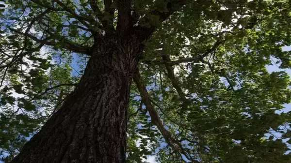 「盆栽と植木の違いって何？「盆栽」それは子ども心を忘れた大人こそハマる癒やしの世界」の画像