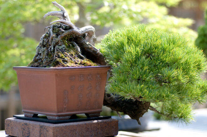 盆栽と植木の違いって何？「盆栽」それは子ども心を忘れた大人こそハマる癒やしの世界