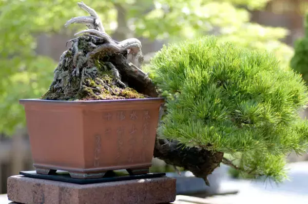 「盆栽と植木の違いって何？「盆栽」それは子ども心を忘れた大人こそハマる癒やしの世界」の画像