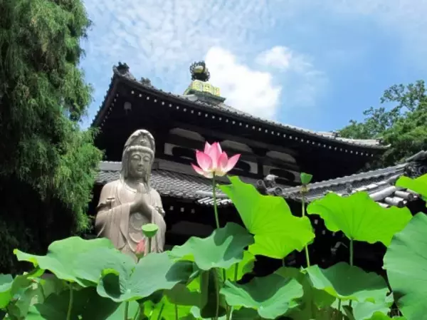 「日本の仏教に海外の仏教…日本だけでも宗派がいろいろ。いったいどこがどう違うの？」の画像