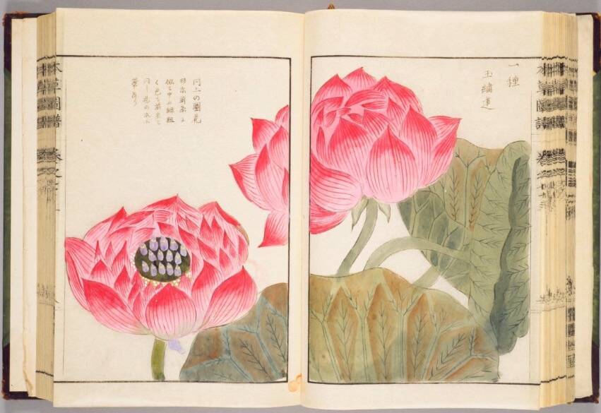 約00種もの植物を写生 江戸時代に作られた日本で最初の植物図鑑 本草図譜 19年4月15日 エキサイトニュース
