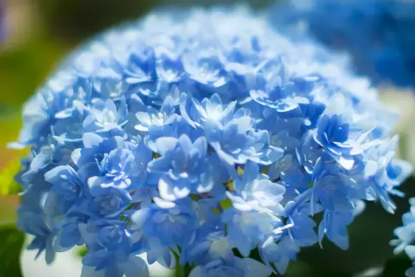 紫陽花に隠された秘密。6月の花「あじさい」を使ったおまじないって知ってる？