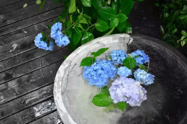 「紫陽花に隠された秘密。6月の花「あじさい」を使ったおまじないって知ってる？」の画像