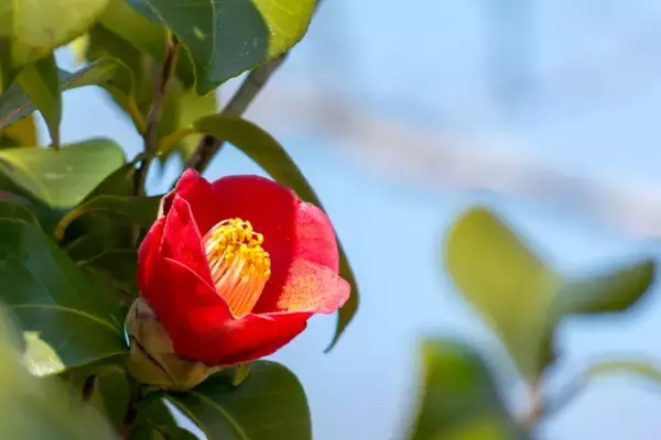 「12歳で結婚、戦国の世で武将・伊達政宗との愛を貫いた正室「愛姫（めごひめ）」とは」の画像